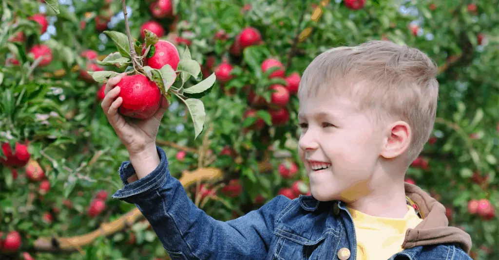 Yong blonde boy picking a red apple representing apple orchard near Knoxville TN