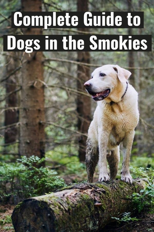 dogs in the Smoky Mountains represented by a muddy yellow lab standing on a log in the forest