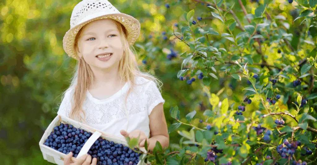 Top U-Pick Farms in the Chattanooga Area