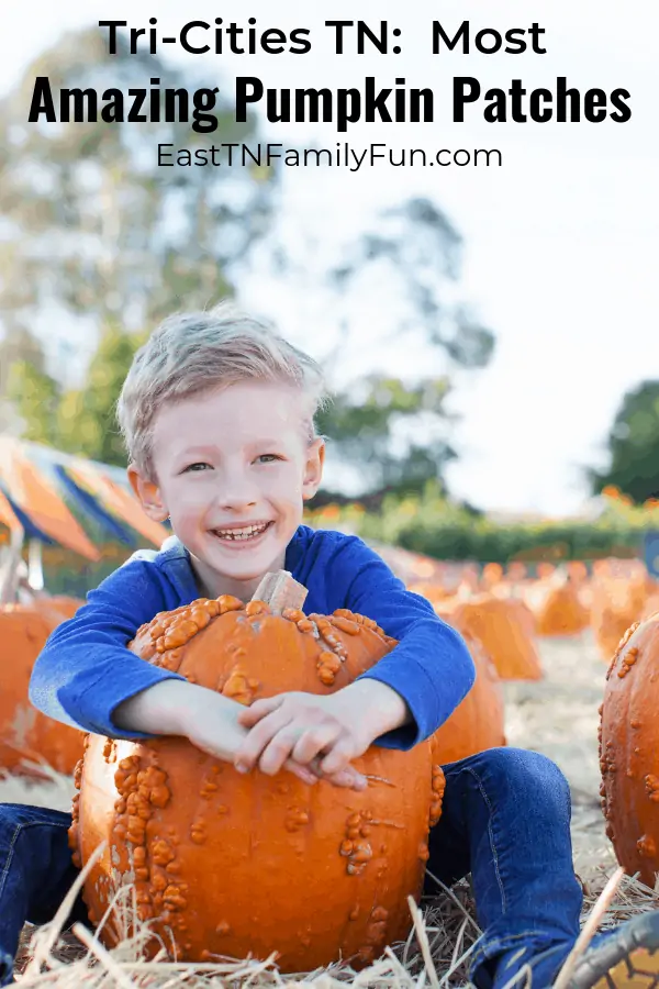 Happy boy at Pumpkin Patch: Johnson City TN, Kingsport TN, Bristol TN,