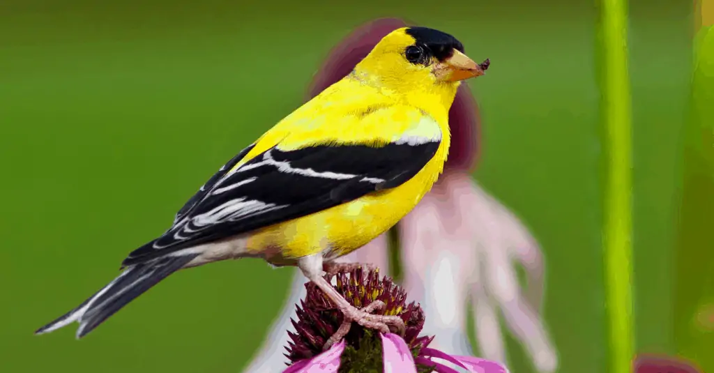goldfinch bird Cherokee National Forest, TN