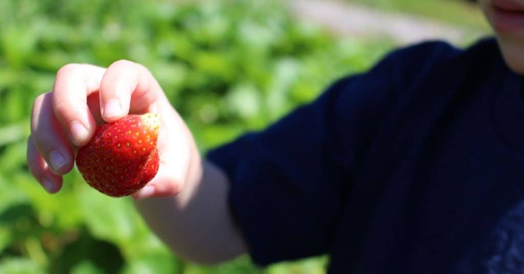 Rutherford Farm, Maryville TN Strawberry Picking