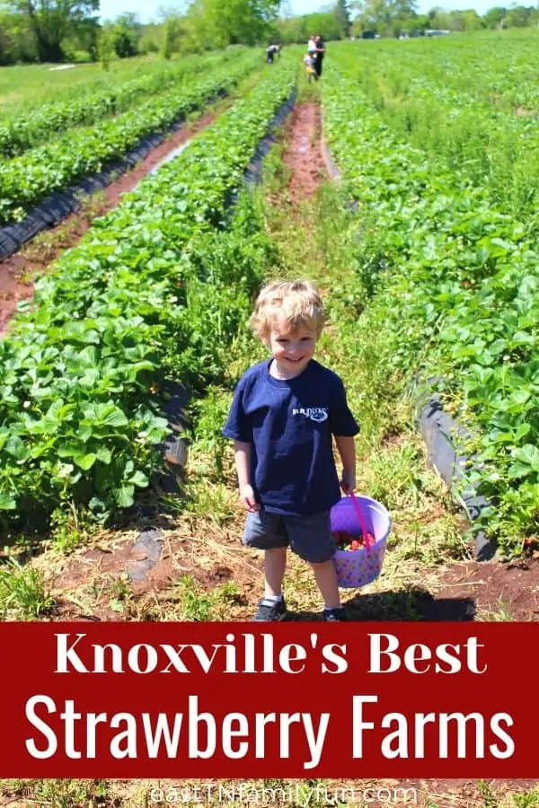 Strawberry Picking Knoxville TN