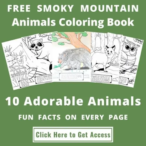 FREE Smoky Mountain Coloring Book