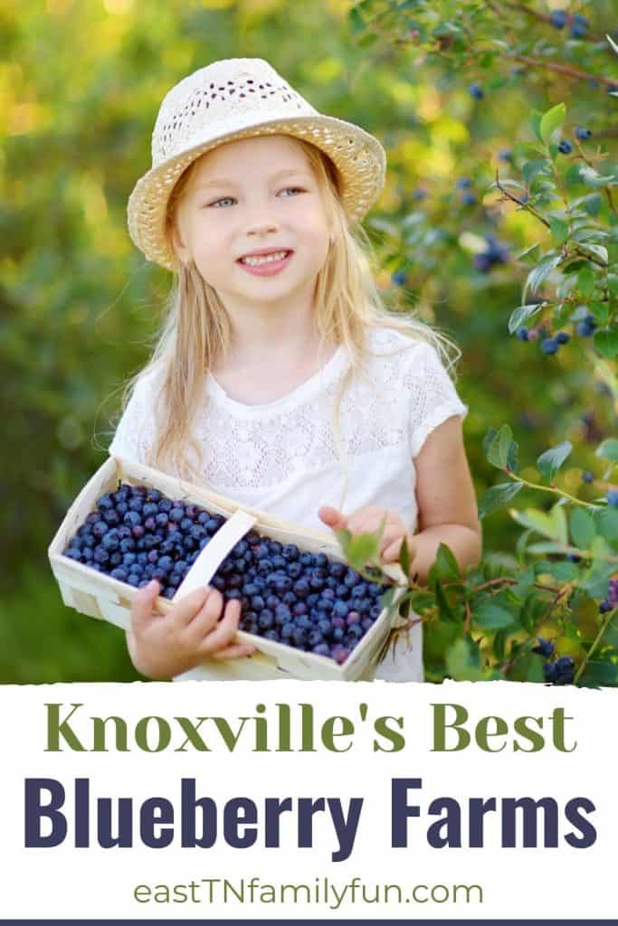 Blueberry Picking Knoxville TN