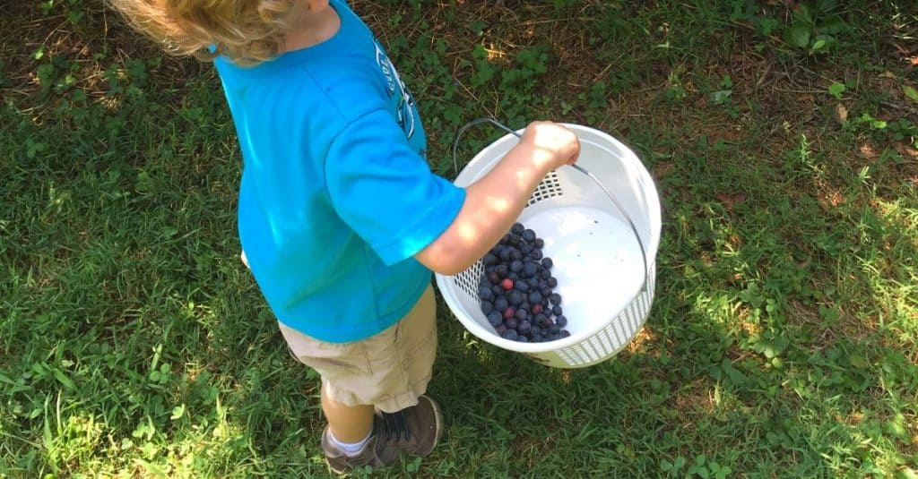 10 + Farms for Blueberry Picking Near Knoxville TN | East ...