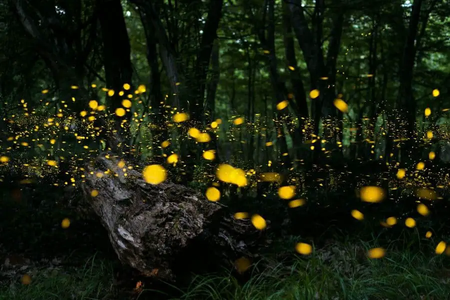 Synchronous Fireflies in Great Smoky Mountains National Park