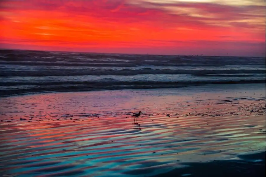 red sunset glow over beach waves with a small bird on the shore in Jacksonville Beach, FL
