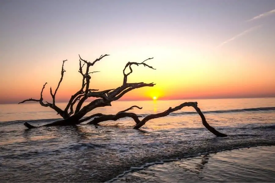 Ocean Beaches Near Knoxville, TN: Jekyll Island. GA beach with large driftwood beanch in front of a sunset