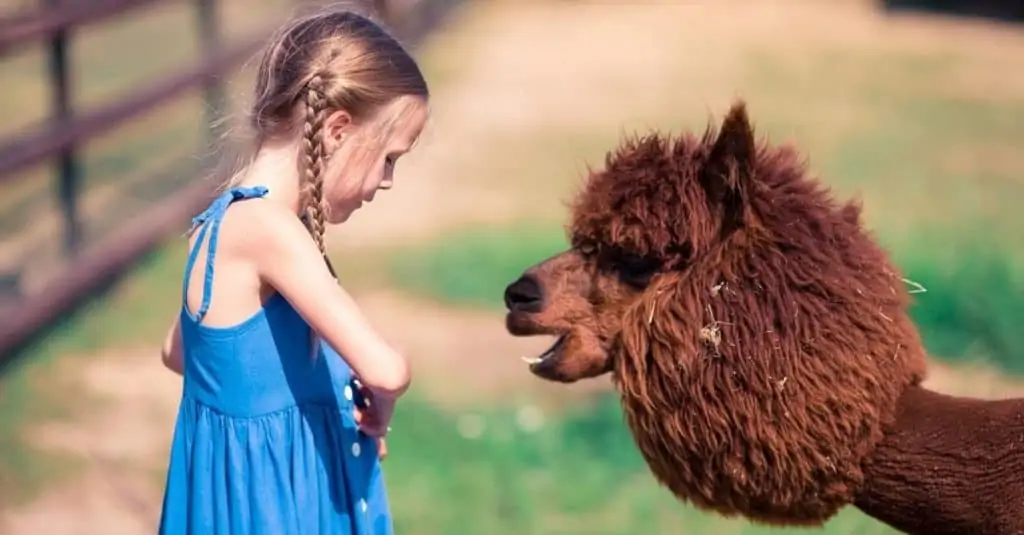 Best Pigeon Forge Petting Zoos