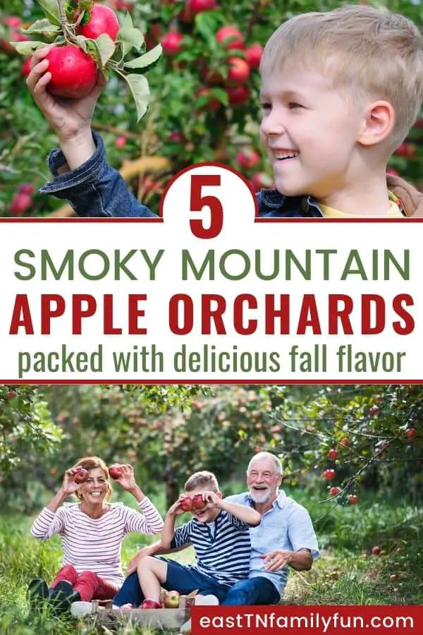 Apple Picking Near Gatlinburg and Pigeon Forge