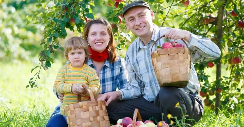 Happy family with a toddler holding basskets filled with apples in a sunny orchard. 