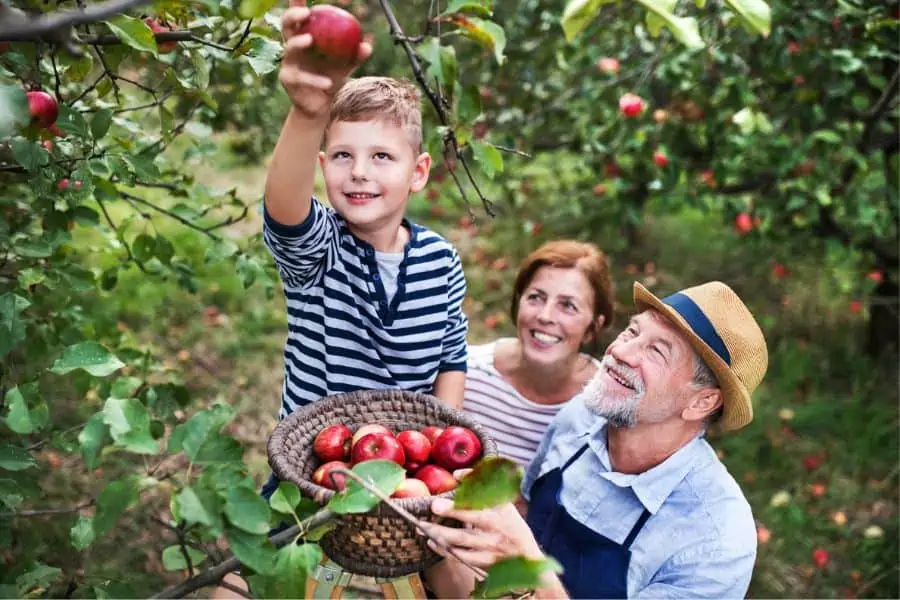 grandparents and grandson picking apples