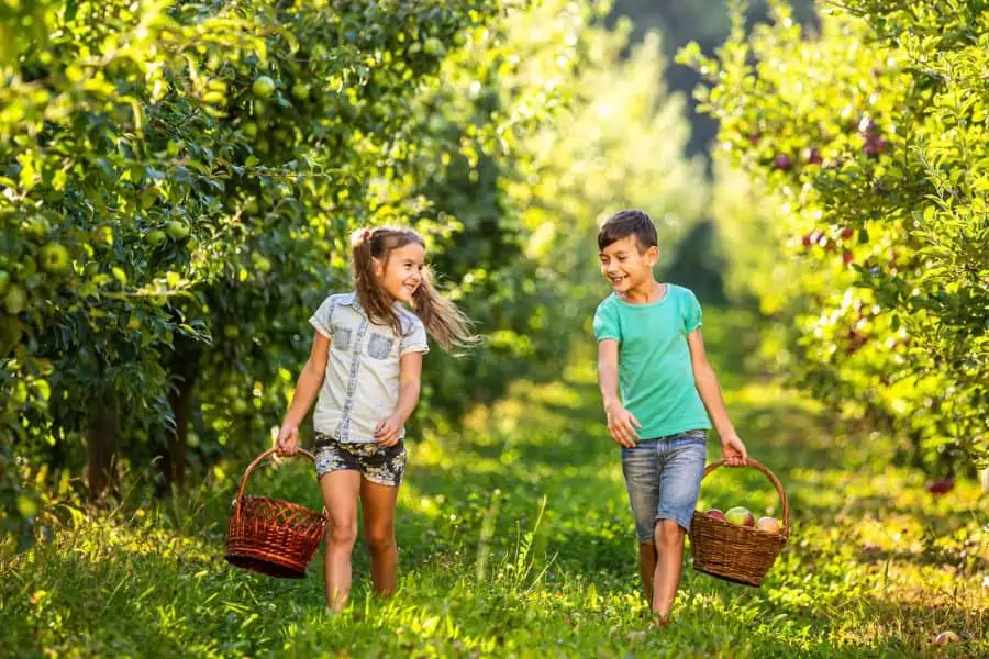 young boy and girls picking apples with baskets at apple farm