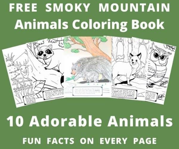 10 Free Smoky Mountain Coloring Pages East TN Family Fun