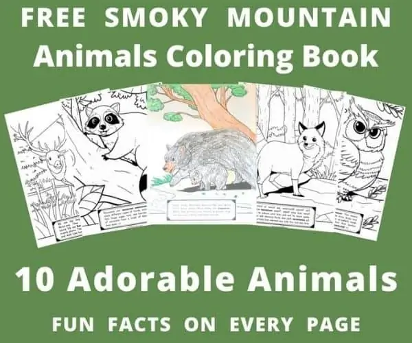 Smoky Mountain Animals Coloring Book