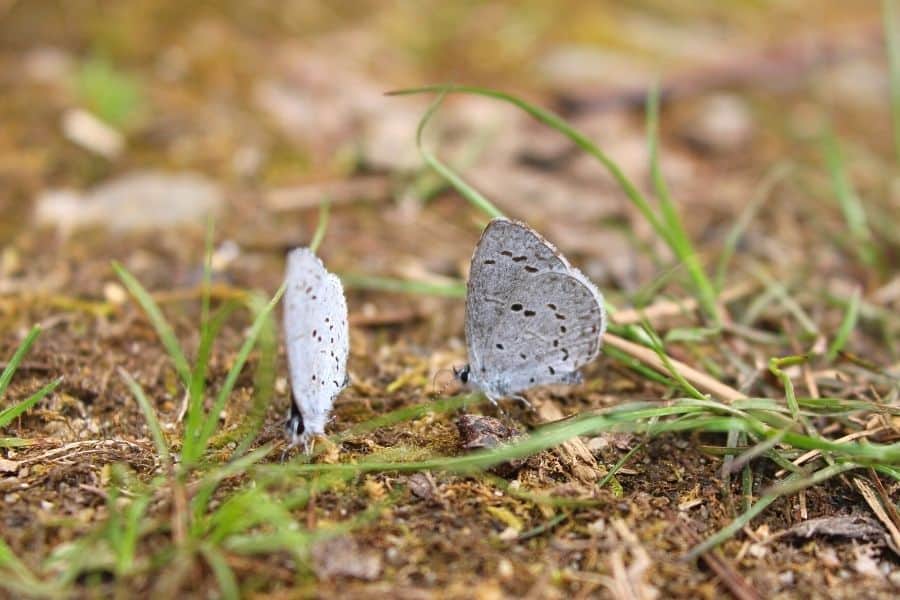 2 gray butterflies 