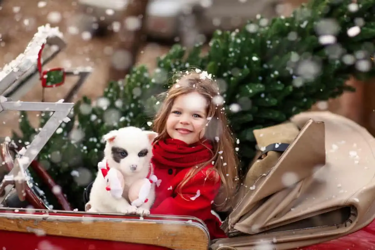 black and white puppy and young girl riding in car decorated for a Christmas parade.