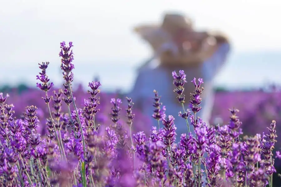 Woman standing in a the fields at a lavender farm